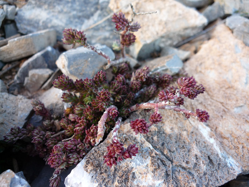 Sedum  sp.?